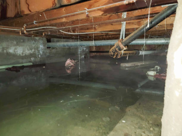 Best Professional water damage repair  in Wixom, MI